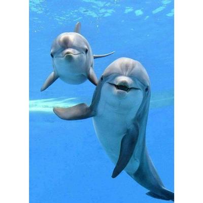 5D DIY Алмазная вышивка Дельфин Алмазная картина Вышивка крестом Полный алмаз Алмазная мозаика Украшение дома