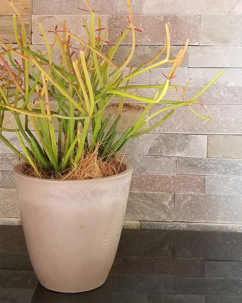 Richell Горшок для растений Botany Plain Pot 15 Тип Диаметр x Высота см 000645 Темно-серый Упаковка из 5 15.3 15.1