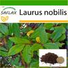 Bay Tree - 6 Seeds - With Potting Substrate for Better Cultivation - Laurus Nobilis