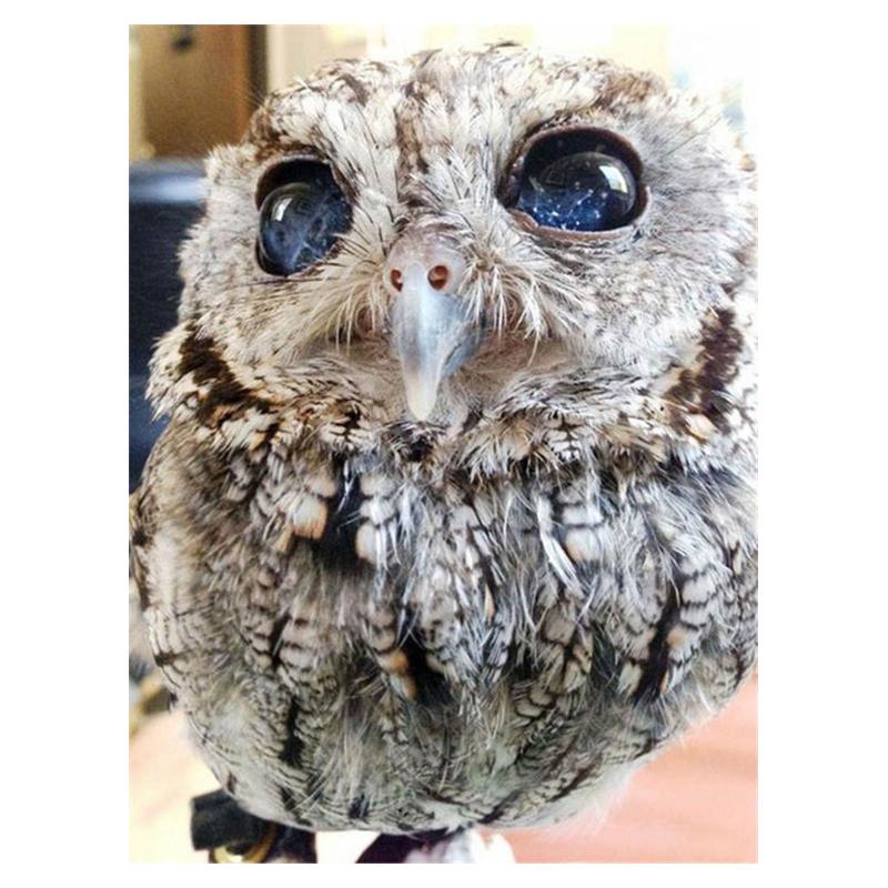 5D Diy алмазная живопись Сова, набор для вышивки крестом, полная дрель, круглая вышивка, мозаика, мультяшная художественная картина, декор из стразов, подарок