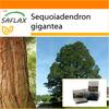 Garden in the Bag - Редвуд Калифорнийский гигантский - 50 семян - С субстратом в подходящем пакете - Sequoiadendron gigantea