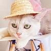 Кошачья шляпа с искусственным жемчугом, красочная лента, не вызывает аллергии, безопасна для кожи, износостойкая