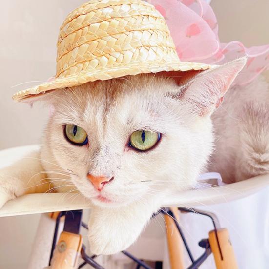 Кошачья шляпа с искусственным жемчугом, красочная лента, не вызывает аллергии, безопасна для кожи, износостойкая