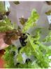Pineapple Tower Soilless Aeroponic & Aquaponic Hydroponic Planting System