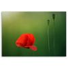Canvas Print, Poppy On a Green Background
