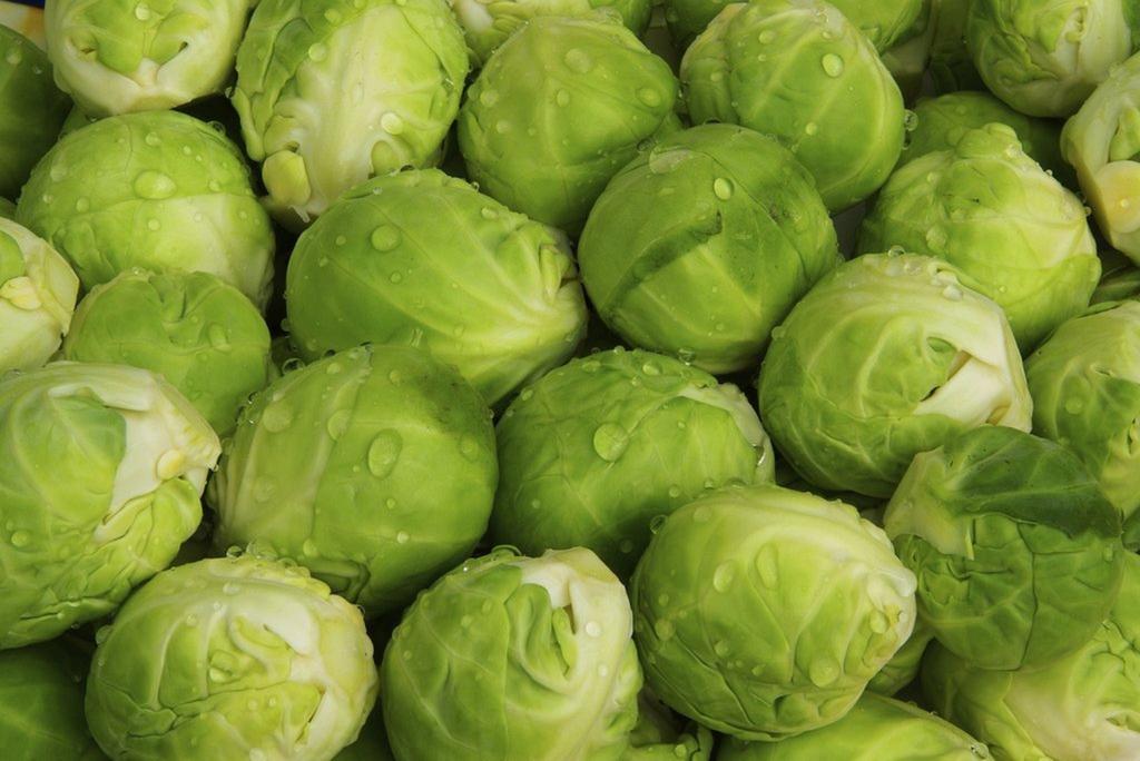 300 Sanda Brussels Sprout Seeds - SemiWild Permaculture