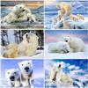5D DIY Diamond Painting Animal Polar Bear Moon Full Round/Drill Resin Diamond Embroidery Cross Stitch Mosaic Art Home Decor Gift