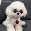 Трендовые солнцезащитные очки для домашних животных для кошек и собак - Стильные треугольные очки для крутого, звездного образа.