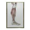 Mięśnie Podudzia Prawiej Kończyny Dolnej - Widok Boczy (Norma Lateralis) - Plakat Anatomiczny Mięśnie Podudzia Prawiej Kończyny Dolnej - Widok Boczy (