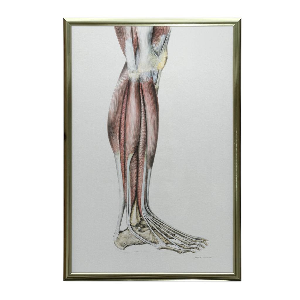 Mięśnie Podudzia Prawiej Kończyny Dolnej - Widok Boczy (Norma Lateralis) - Plakat Anatomiczny Mięśnie Podudzia Prawiej Kończyny Dolnej - Widok Boczy (
