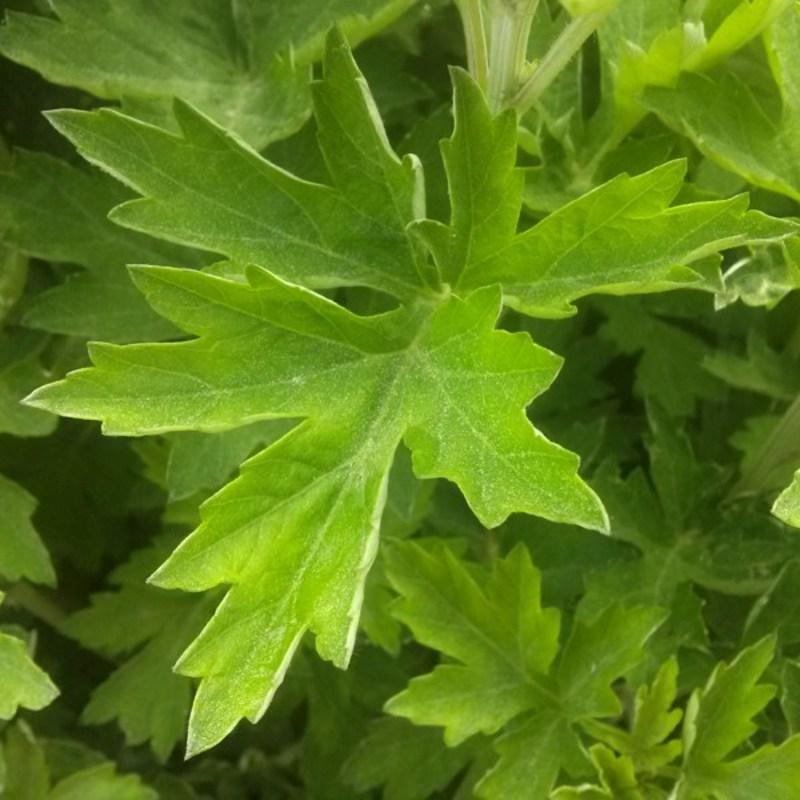 Местное лекарство острова Канхвадо от львиной лапы, таблетки полыни, таблетки полыни, 2-месячный запас полыни Канхвадо, 250 г, 1 штука