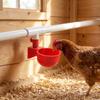 10 Sets PP Chicken Waterer Cups Durable Pigeon Waterer Cups Automatic Chicken Water Cups  Home Use