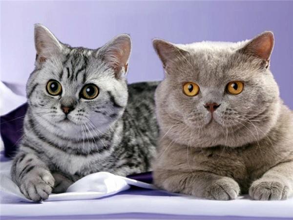 5d Diy Алмазная картина Новая коллекция Кошка Вышивка Мозаика Русская Голубая Животное Квадрат/круглый Домашний Декор