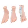 1:1 Set of 3Pcs Human , Flat & Arched Foot Model