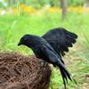 Black Hunting Decoy Bird Deter For Home Garden DIY Bird Ornament Garden Decor Fake Crow Crow Statue