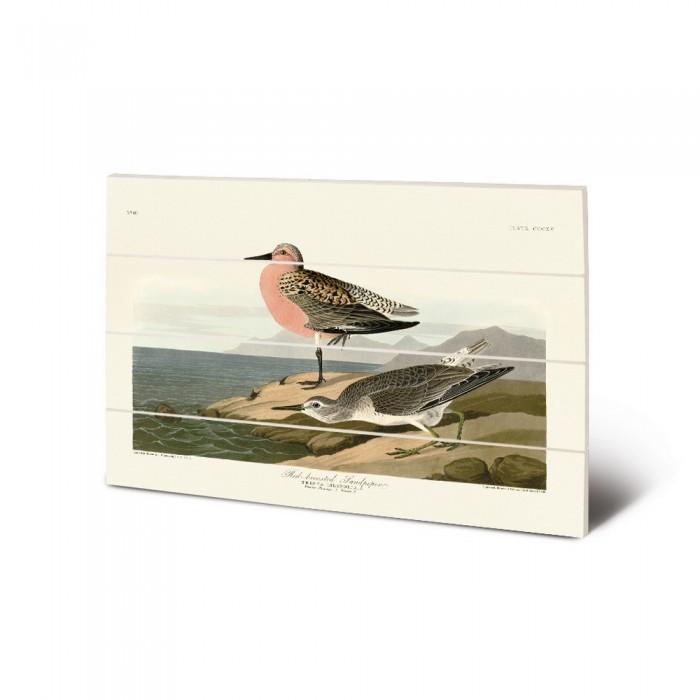 Джон Джеймс Одюбон: красногрудый песочник, древесный принт