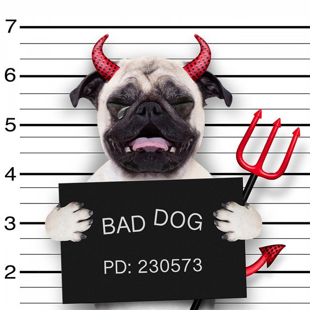 5d алмазная живопись кошка DIY мозаика цветок полная круглая/квадратная Алмазная вышивка животное ремесленный декор для дома