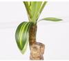 Large Brazilian Iron Tree Potted Plant for Tropical-Style Homes and Landscapes