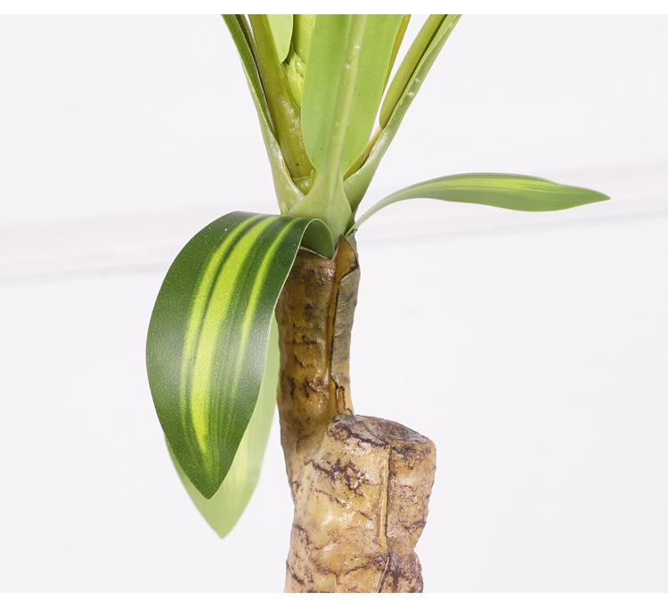 Large Brazilian Iron Tree Potted Plant for Tropical-Style Homes and Landscapes