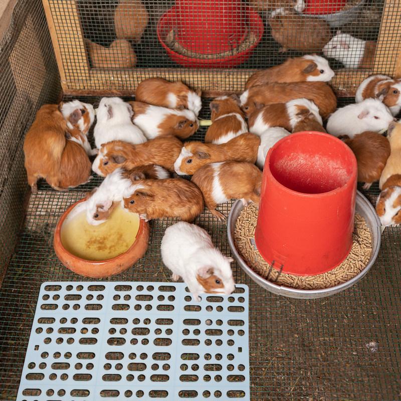 3Pcs Pet Cage Mats Plastic Grid Rabbit Feet Resting Pads Small Animal Cage Flooring Guinea Pig Chinchilla 33.5x24cm Washable