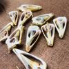 10Pcs, Natural Shell Hollow Pendant, Geometric Style Zinc Alloy Golden Edge Charms for DIY Necklace Accessories, Jewelry Making, Unique Halloween Gift