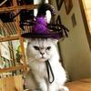 Halloween Hat Witch For Dog Cat Pet Party Fancy Dress Up Costume Accessories