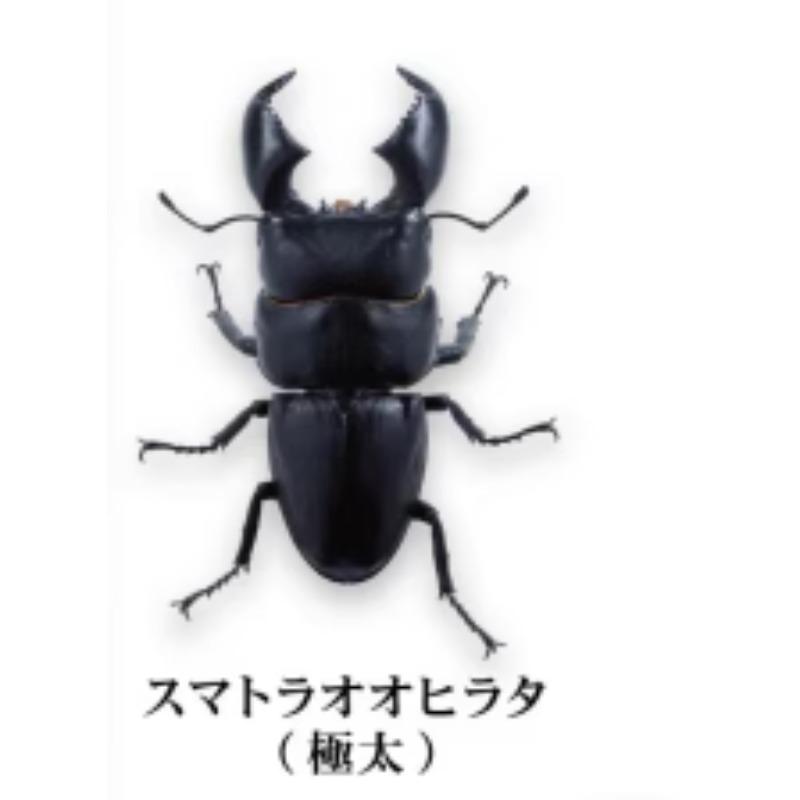 Prosopocoilus Inclinatus Gashapon Toys Encyclopedia Miniature Simulation Ornament Collection Action Figure Toys