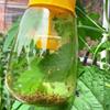Fruit Fly Trap for Garden Hanging Melon Fly Catcher Outdoor Fly Trap Capture Fruit Flies from Trees Melons for Home Orchard