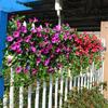Artificial Morning Glory Flower Realistic Home Office Table Centerpiece Wedding Dropping Faux Petunia Flower Hanging Fake Floral Arrangement