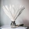 30PCS Small Reed Immortal Flower Bouquet Pampas Grass Dry Flowers Christmas DIY Decorations White