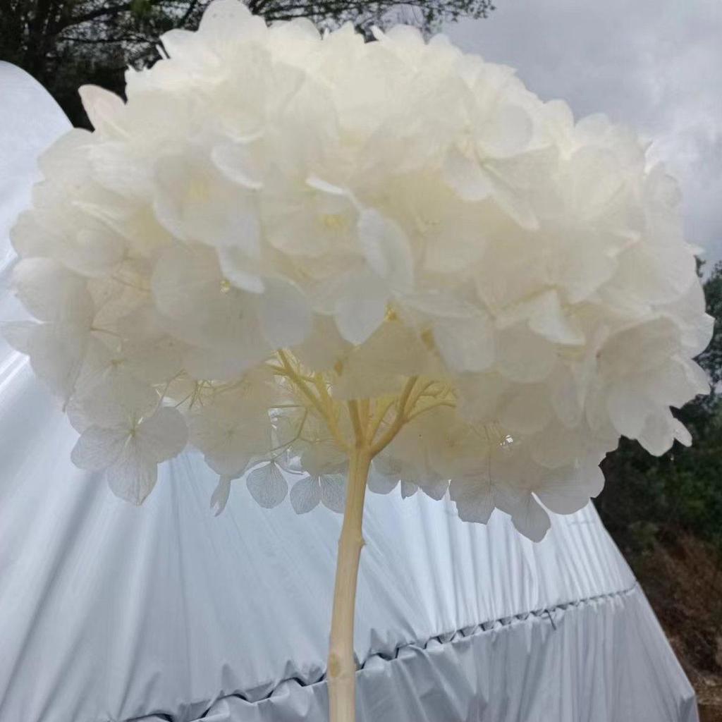 Multi-Color Preserved Bigleaf Hydrangea Single Stem Flower Bouquet for Home Decoration