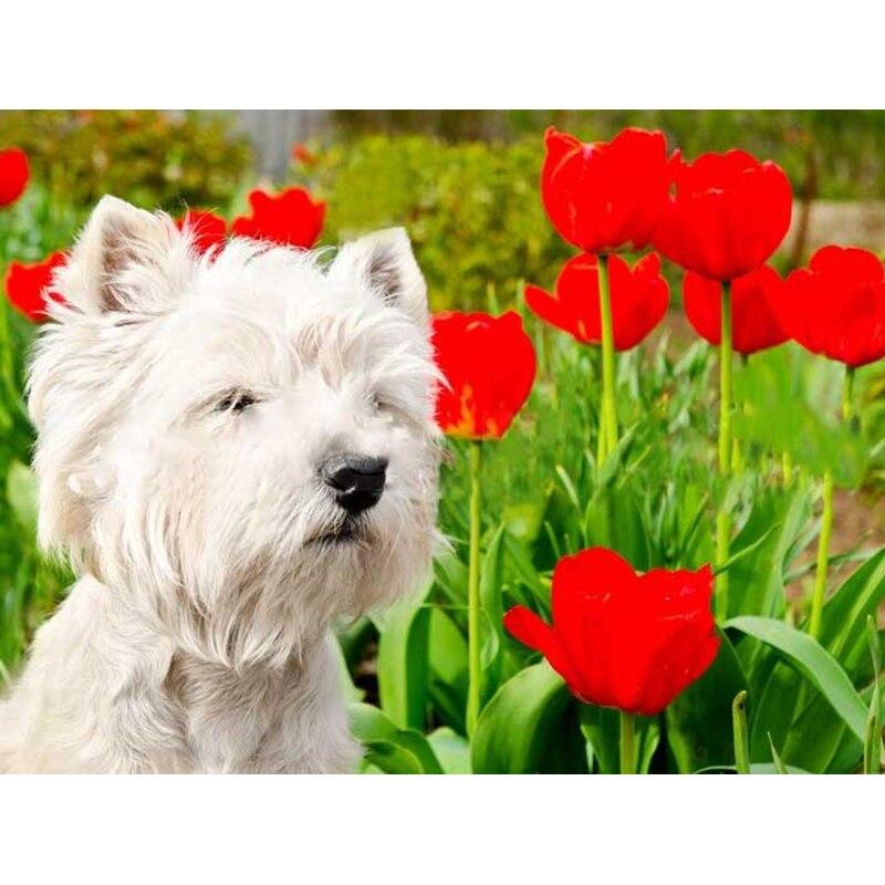 Новый 5D DIY алмазная живопись собака Алмазная вышивка животное вышивка крестиком полная квадратная круглая дрель ремесла домашний декор ручной художественный подарок