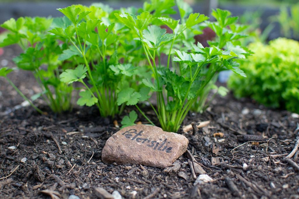 SAFLAX Garden in the Bag - Органическая - Петрушка с простыми листьями - 600 семян - С субстратом в подходящем стоячем пакете - Petroselinum Crispum