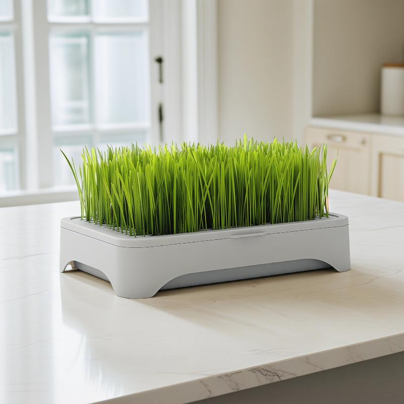Soilless Wheat Grass Seedling Pot Kit for Cats Indoor Planting Pet-Friendly Design