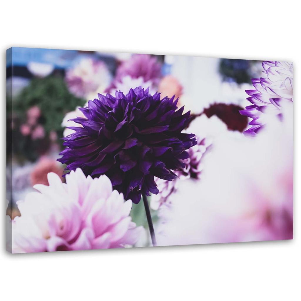 Холст, Дали