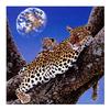 5D Diy Алмазная картина Гепард 3D Алмазная вышивка Животные Полный круглый дрель Стразы
