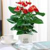 Smooth Sailing White Anthurium Potted Plant - Easy-to-Grow Indoor Greenery for Good Luck