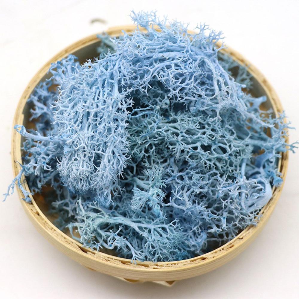 Украшение Рождественский цветок Искусственное растение Мох олений Вечный мох Микроландшафт