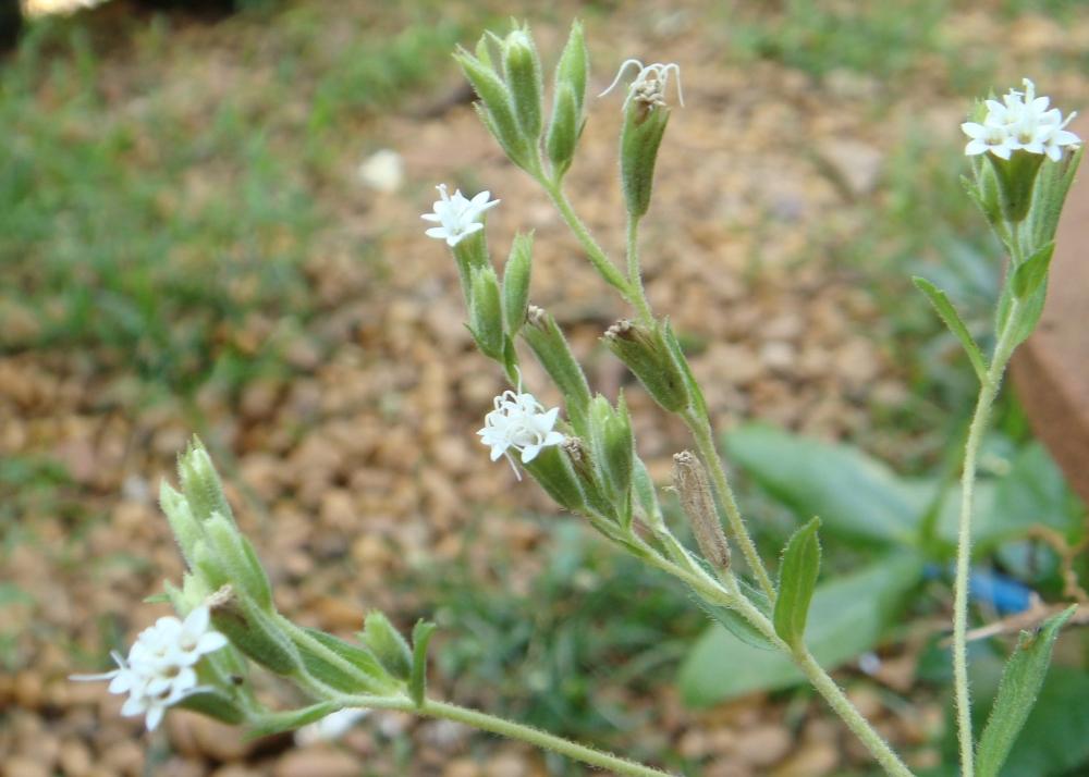 SAFLAX Garden in the Bag - Sweet Leaf of Paraguay - 100 семян - С субстратом в подходящем пакете - Stevia rebaudiana
