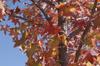 SAFLAX American Sweet Gum - 100 семян - Liquidamber styraciflua