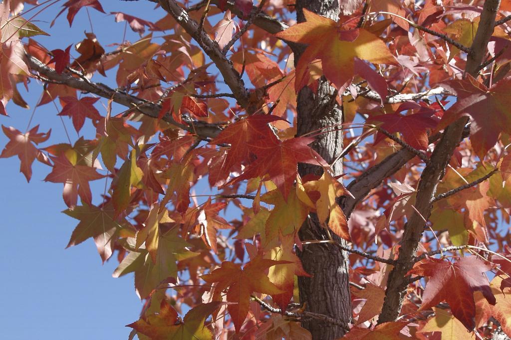 SAFLAX American Sweet Gum - 100 семян - Liquidamber styraciflua