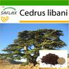 Lebanon Cedar - 20 Seeds - With Potting Substrate for Better Cultivation - Cedrus Libani