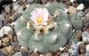 SAFLAX Пейот - 20 семян - Lophophora williamsii