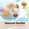 New 20PCS 1 Box Natural Starfish Seashell Beach Craft Natural Sea Stars DIY Beach Wedding Decoration Crafts Home Decor Epoxy 1-5