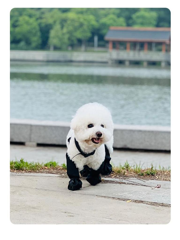 Four Seasons Waterproof Anti-Slip Dog Boots: Durable Pet Shoes for Outdoors