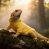 Warm Reptile Hoodies Handmade Bearded Dragon Hoodies Cute Lizards Clothes  Photo Outfit