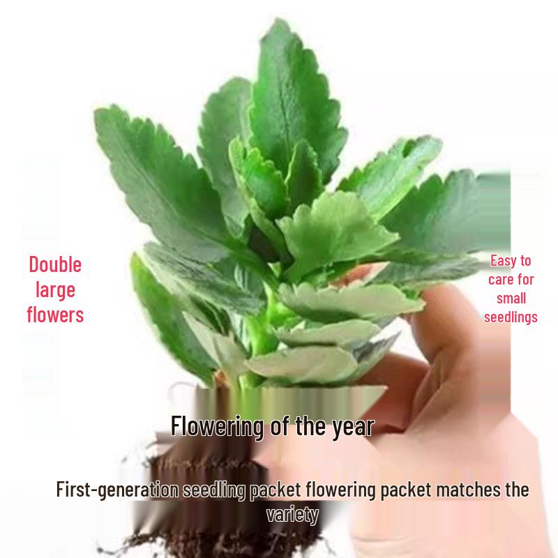 [Kalanchoe Double Petal] Four-Season Blooms Potted Plant for Indoor Balcony with Buds