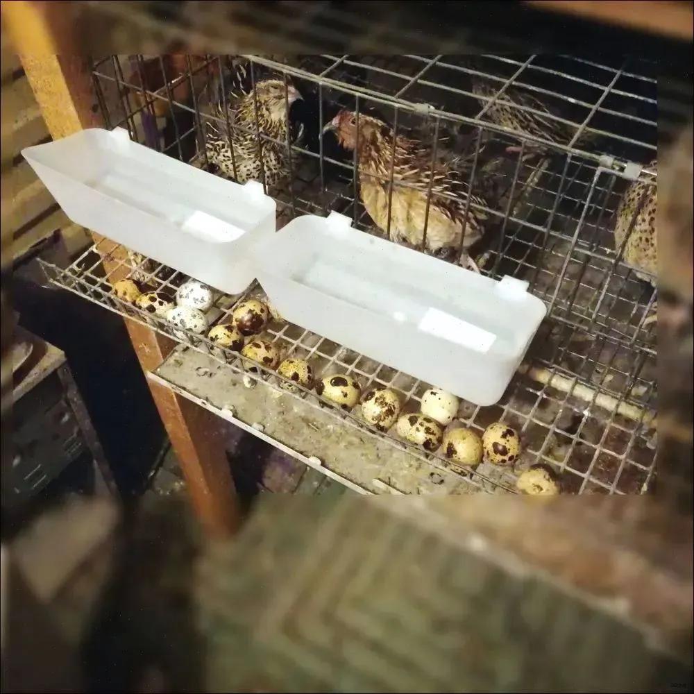 Livestock Feeder