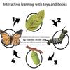 Montessori Kids English Learning Set Animals Life Cycle Toy Set With 5 English Books – Ant, Frog, Butterfly, Mosquito & Bean