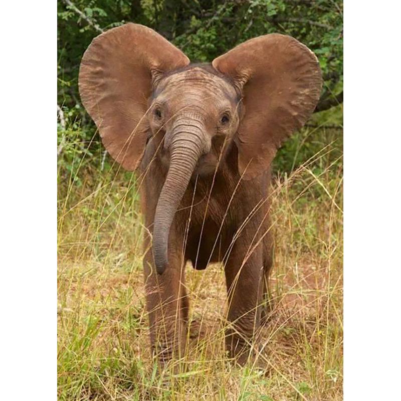 Слон DIY 5D алмазная живопись полная круглая дрель животное Алмазная вышивка крестиком мозаика наборы настенное искусство домашний декор